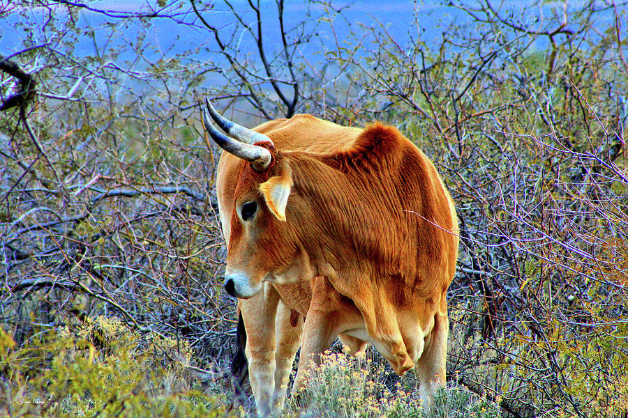 Brahman Photograph - Free Roam 002 by G Berry Brahman Photograph - Free Roam 002 by G Berry