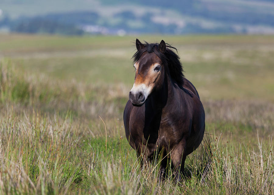 Free Roaming Pony Photograph by Anita Nicholson