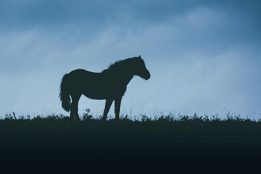 Free Spirit - Horse Art Photograph by Lisa Saint