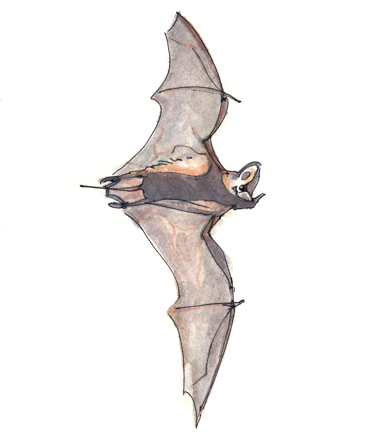 Free-tailed Bat Drawing by Abby McBride