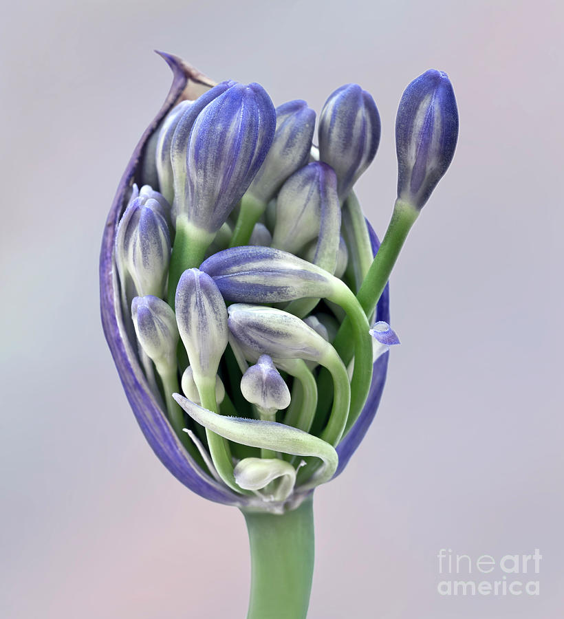 Freedom And Togetherness - Agapanthus Pod Is Opening To Give The Buds Freedom  Photograph by Tatiana Bogracheva