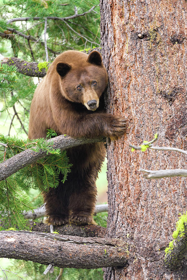 Standing Bear Photograph by Scott Warner