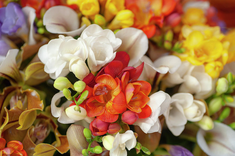 Freesia And Orchids Mixed Bouquet Photograph