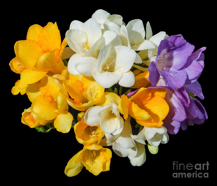 Freesia Bouquet, 1 Photograph by Glenn Franco Simmons