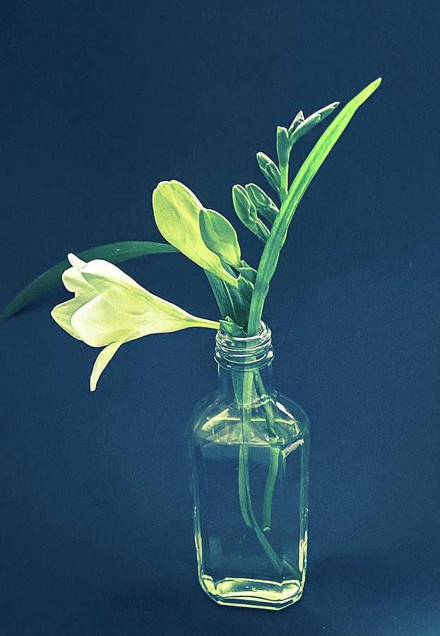 Freesia Flower Power  Photograph by Joalene Young