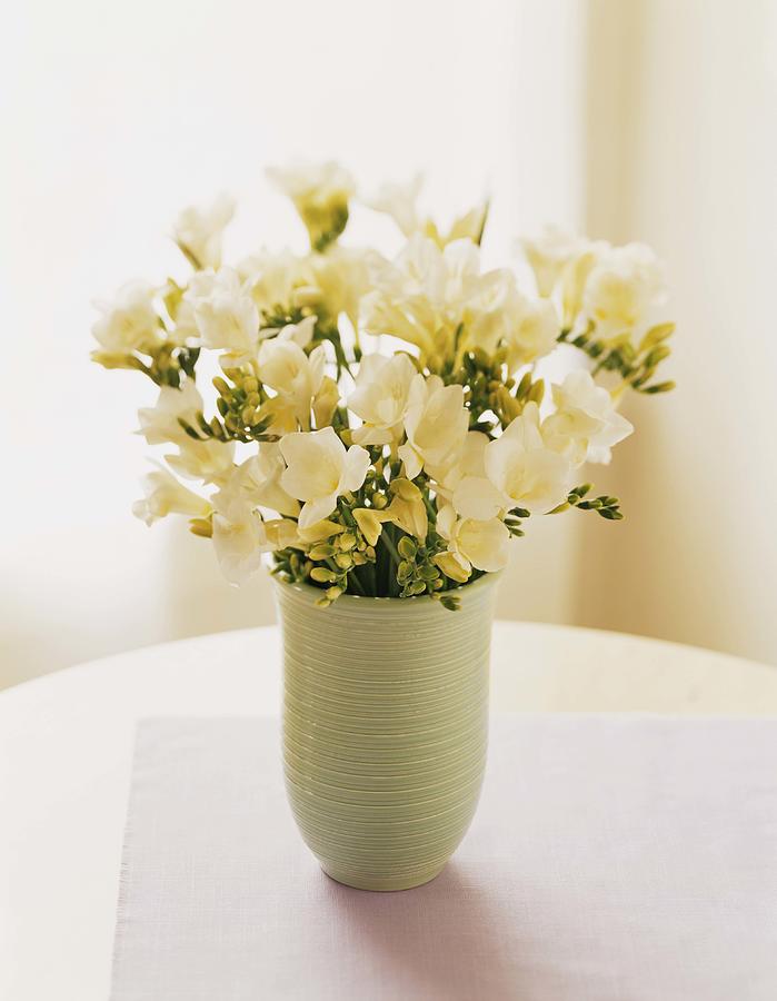 Freesia flowers in vase Photograph by Christina Schmidhofer