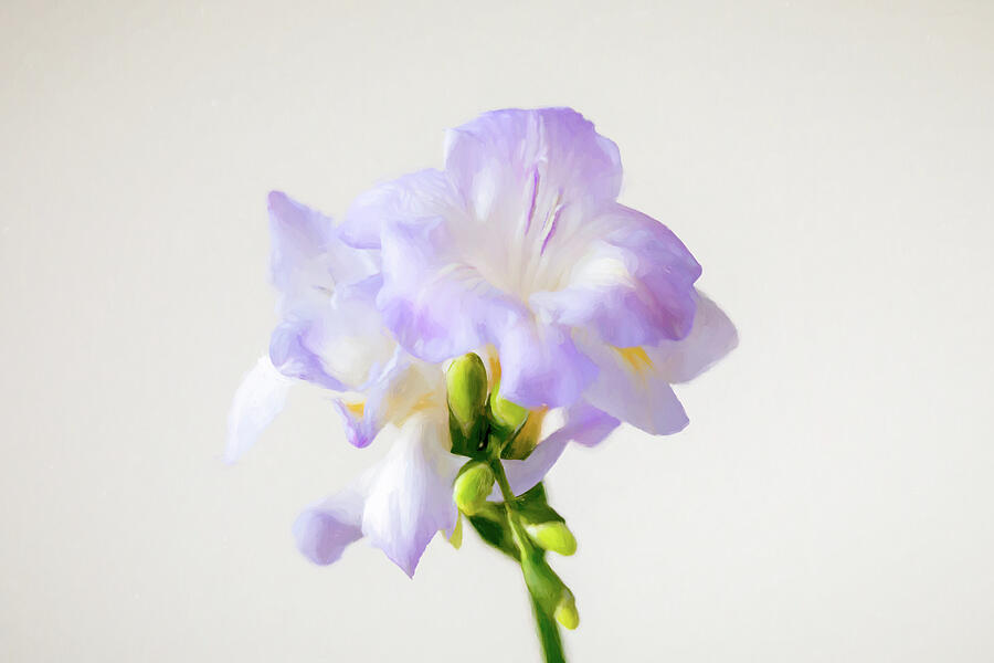 Freesia Painterly Photograph by Tanya C Smith