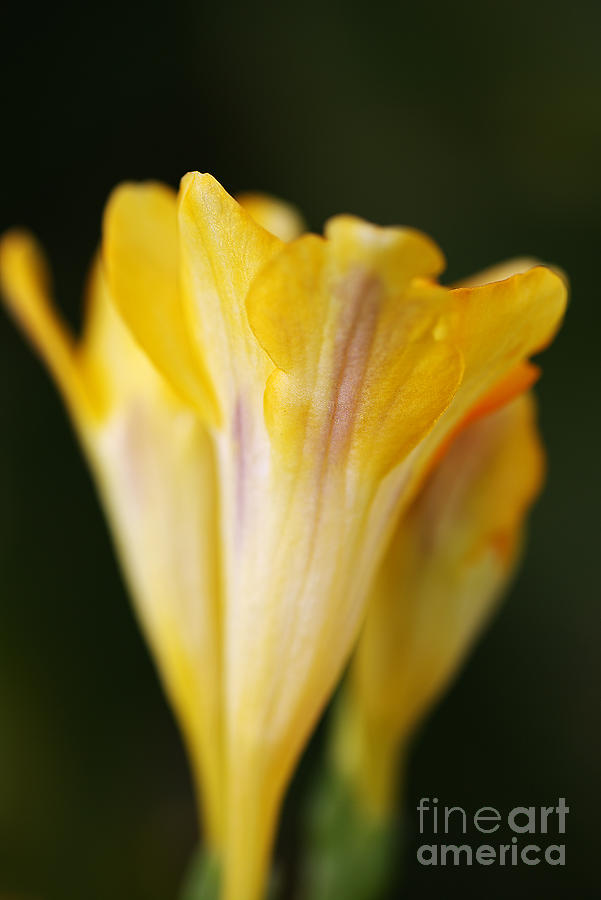 Nature Photograph - Freesia Yellow by Joy Watson