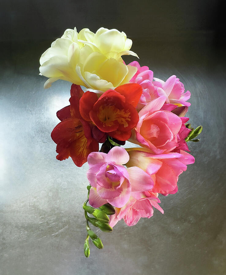 Freesias pose on a Stainless Counter Photograph by Joe Schofield Freesias pose on a Stainless Counter Photograph by Joe Schofield