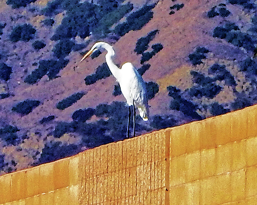 Freeway Egret Photograph by Andrew Lawrence