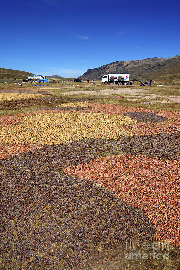 Freeze drying potatoes in the Andes Photograph by James Brunker