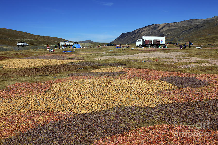 Freeze drying potatos in the high Andes Photograph by James Brunker