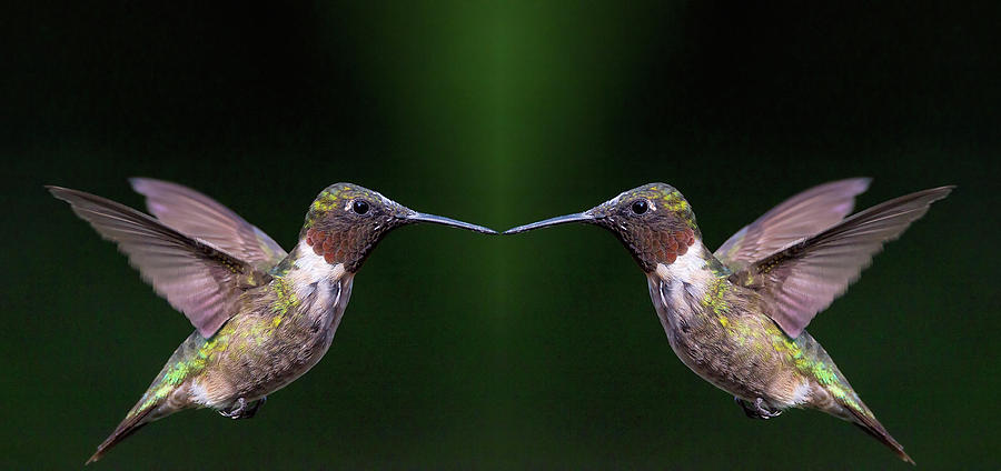 Freeze Frame Double Image - Ruby-throated Hummingbird - Trochilu Photograph by Spencer Bush