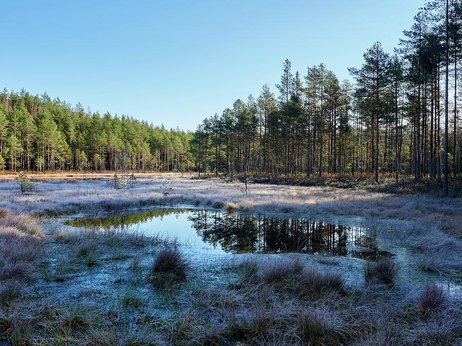 Freezing morning. Kivikesku Photograph by Jouko Lehto