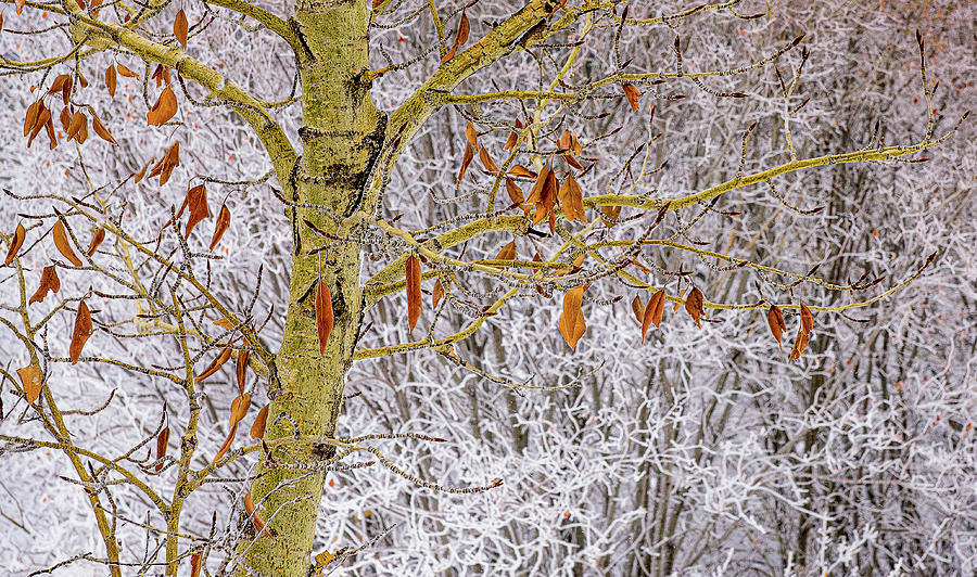 Freezing My Leaves Off Photograph by Jean Noren