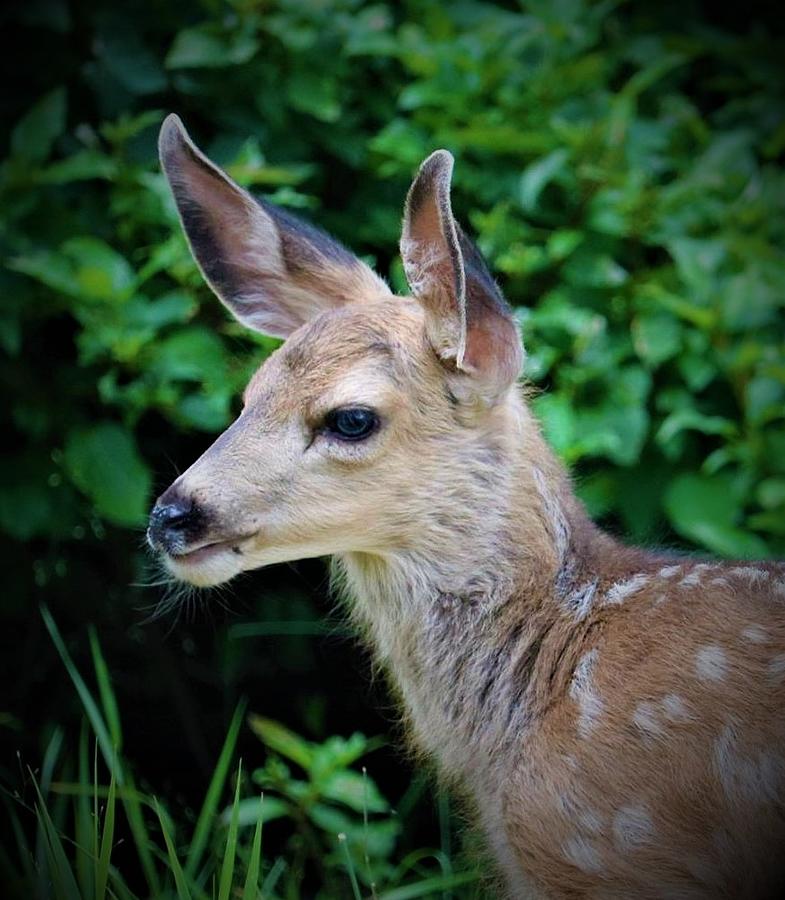 Freindly Fawn Photograph by Kathleen Voort