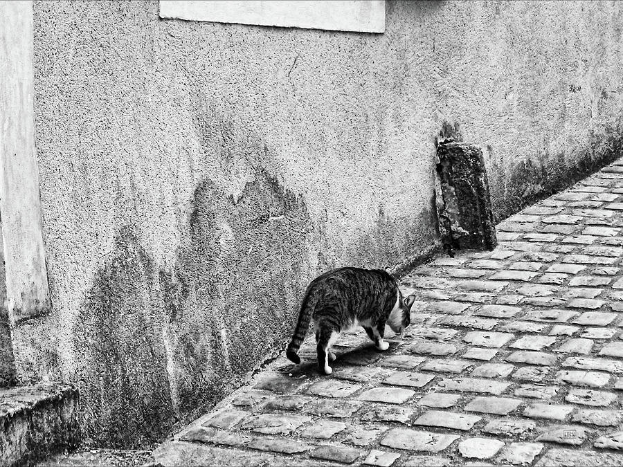 French Alley Cat Photograph by Menega Sabidussi