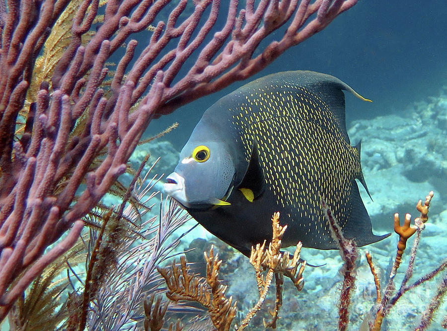 French Angelfish 30 Photograph by Daryl Duda