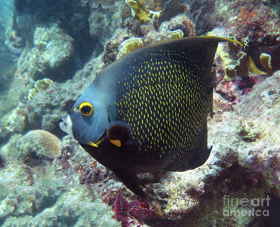 French Angelfish 38 Photograph by Daryl Duda