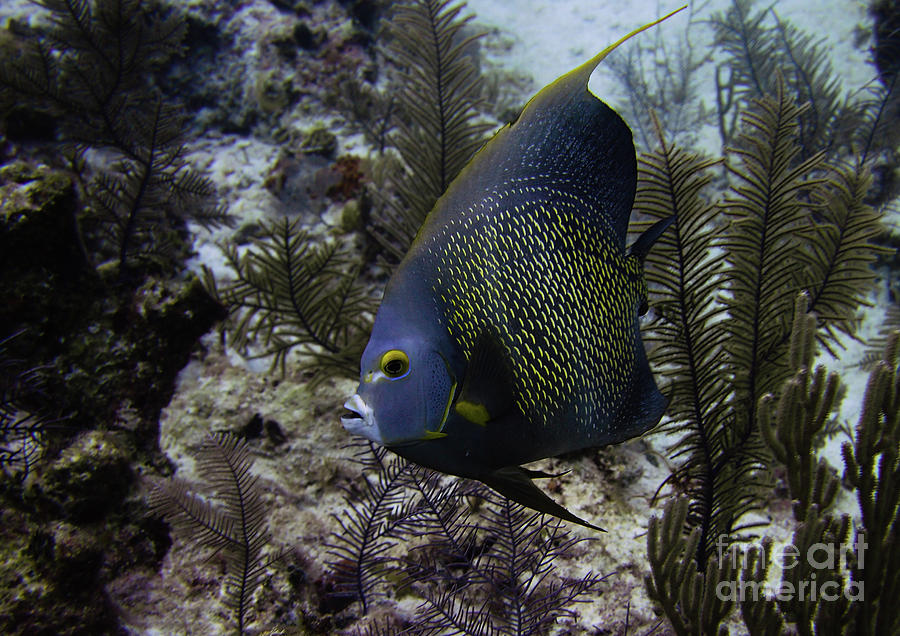 French Angelfish Photograph By Brian Ardel Pixels