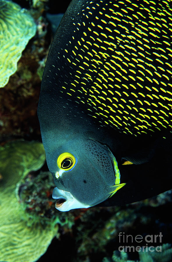 French Angelfish Portrait FI6423 Photograph by Mark Graf