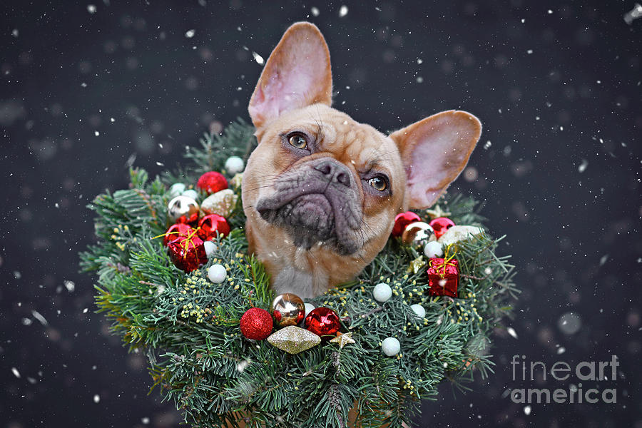 French Bulldog dog wearing Christmas wreath with star and ball tree ...