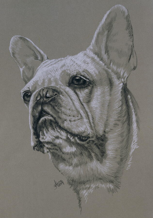 French Bulldog in Graphite Drawing by Barbara Keith