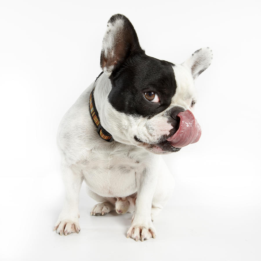 French Bulldog licking his chops Photograph by Peter Samuels