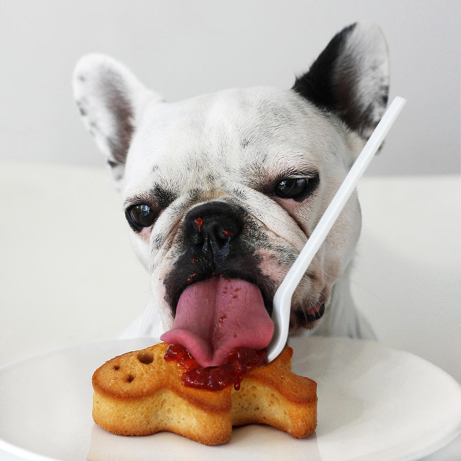 French bulldog licking jam cake Photograph by Retales Botijero
