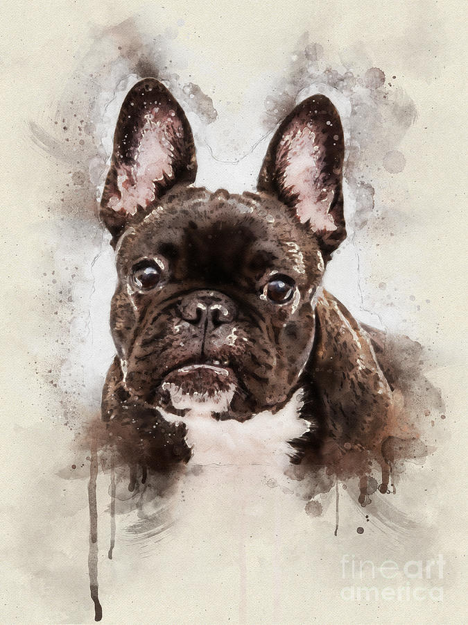 French bulldog portrait Digital Art by Art Studio - Pixels
