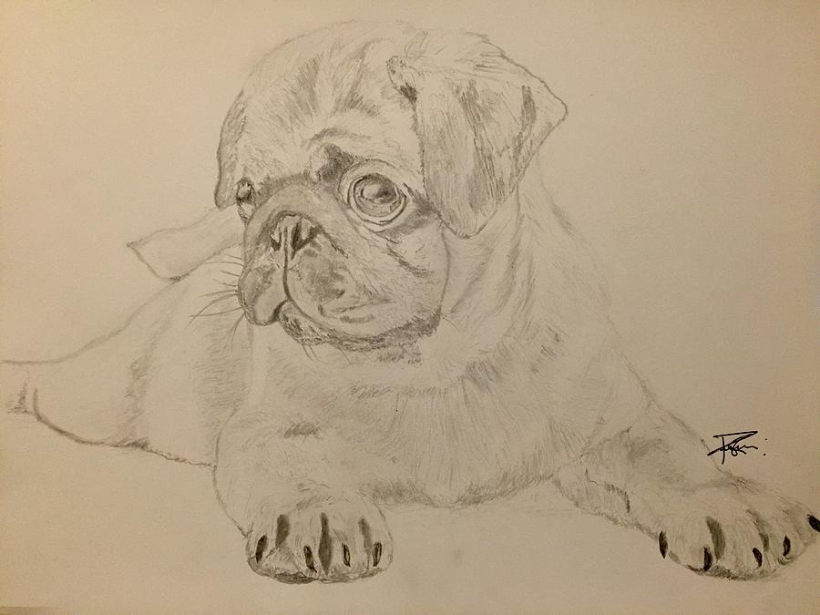 French Bulldog Drawing by Prince Agbi