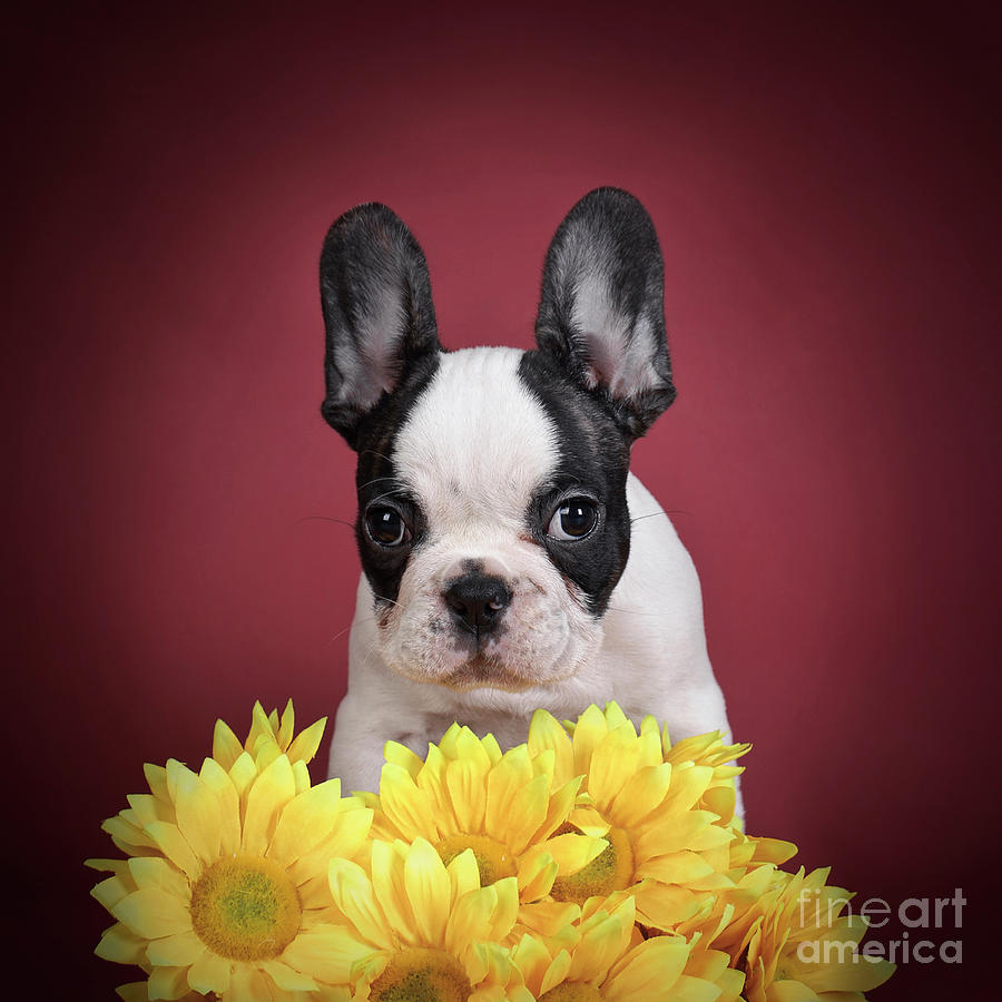 French Bulldog puppy Photograph by PopArts Pet Fine Art America