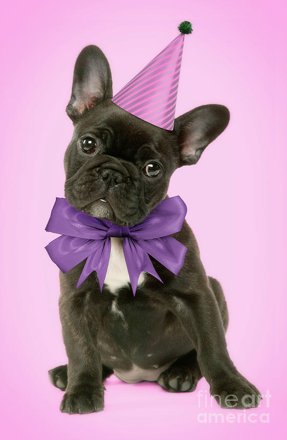 French Bulldog Puppy wearing party hat and bow Photograph by Jean ...