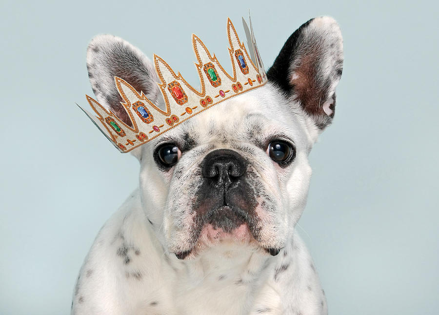 French bulldog with crown Photograph by Retales Botijero