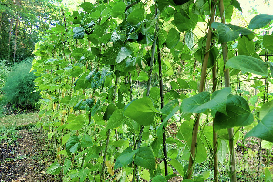 French Climbing Beans Photograph by Stephen Farhall - Pixels