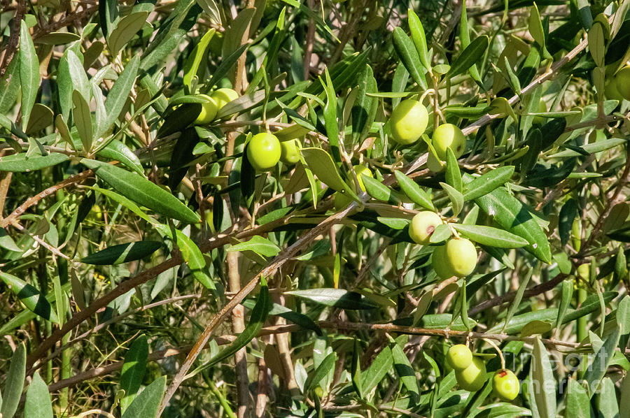 French Green Olives Photograph by Bob Phillips | Pixels