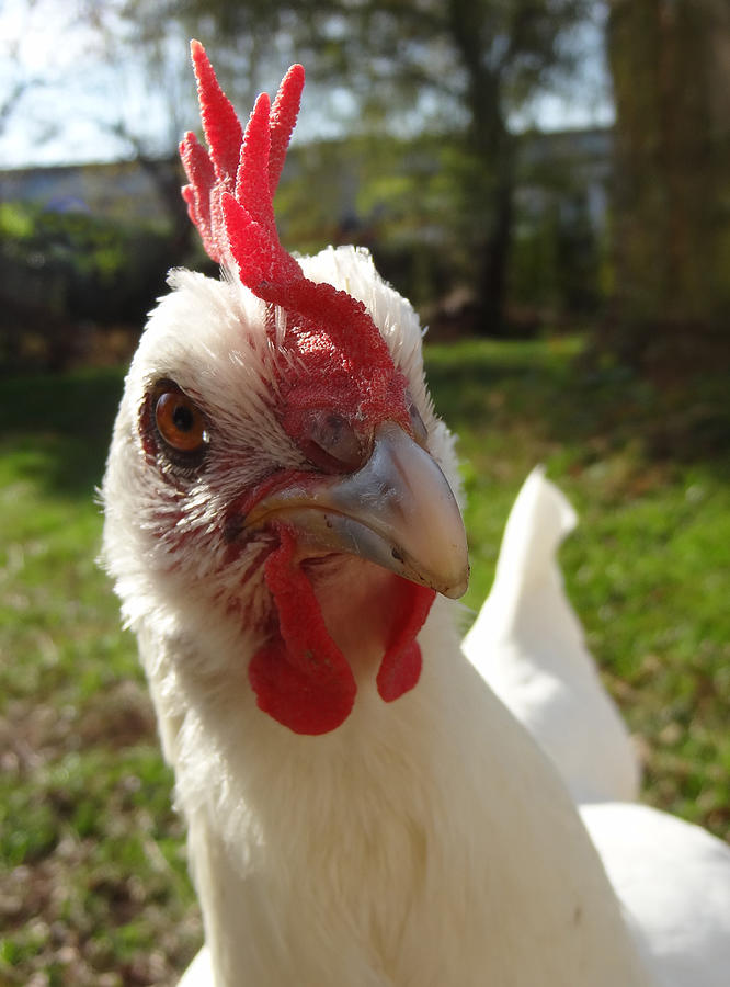 French Hen Photograph by Joelle Philibert