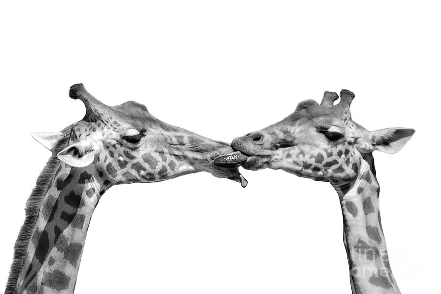 French kiss giraffes Photograph by Delphimages Photo Creations
