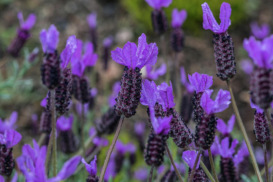 French Lavender Photograph by E Faithe Lester