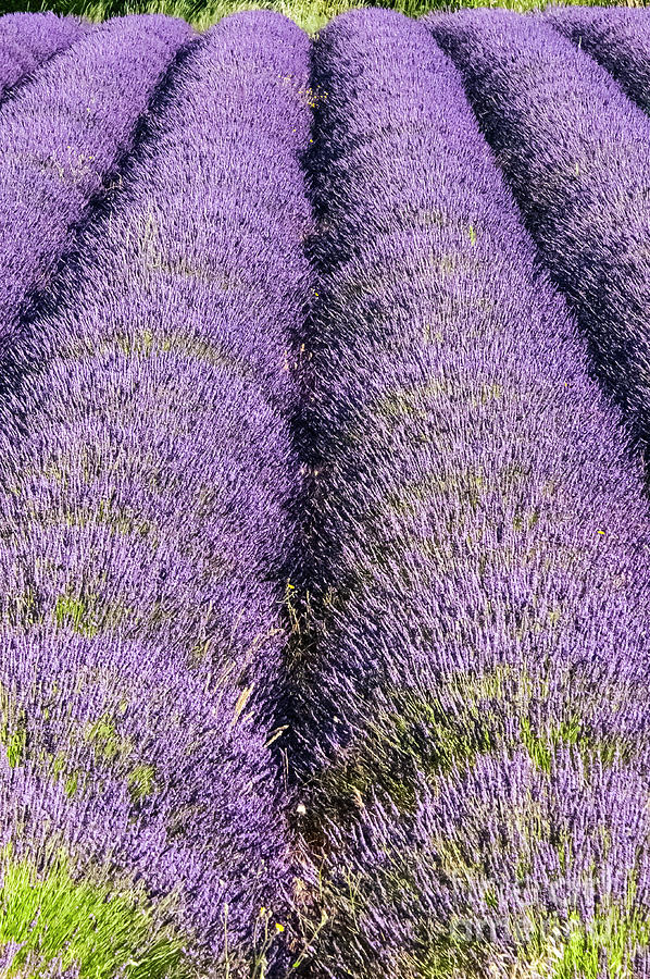 French Lavender Farm in Provence Five Photograph by Bob Phillips