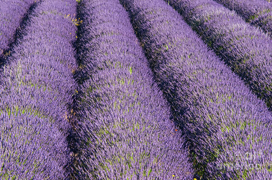 French Lavender Farm in Provence Four Photograph by Bob Phillips
