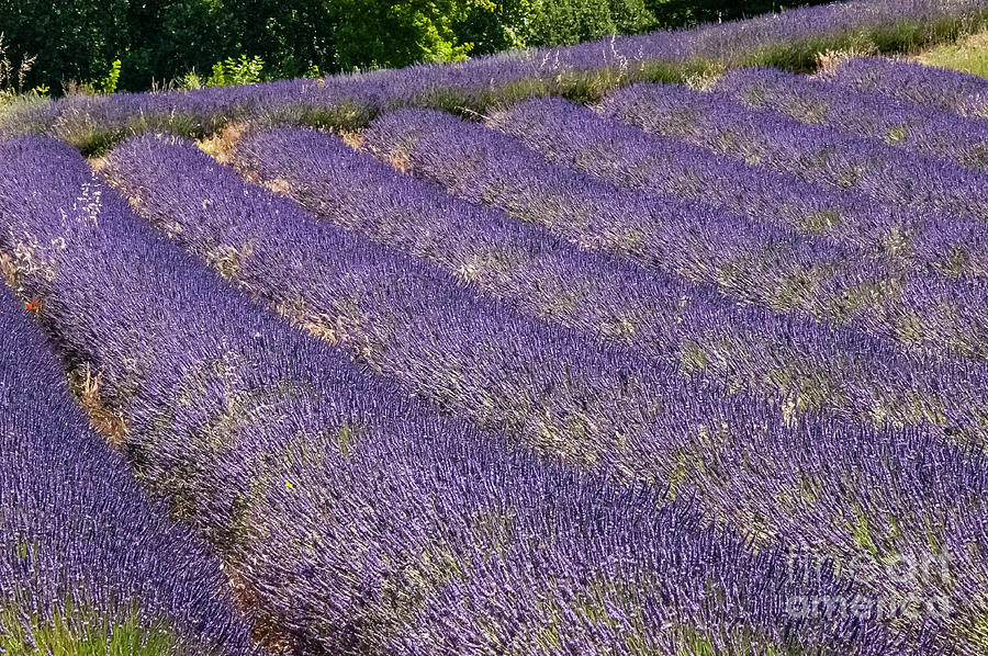 French Lavender Farm in Provence One Photograph by Bob Phillips