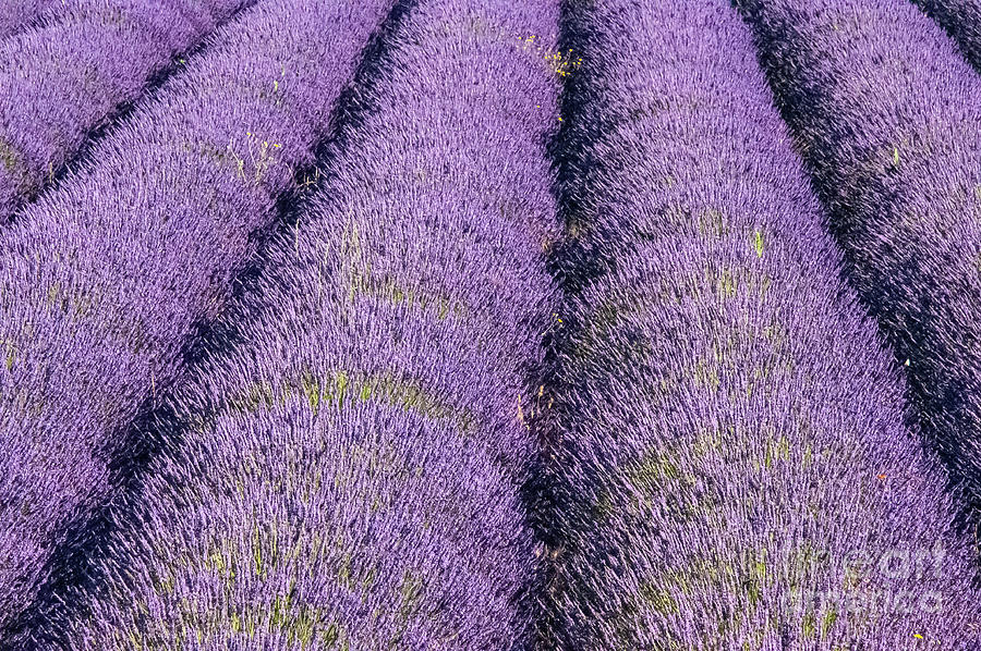 French Lavender Farm in Provence Three Photograph by Bob Phillips