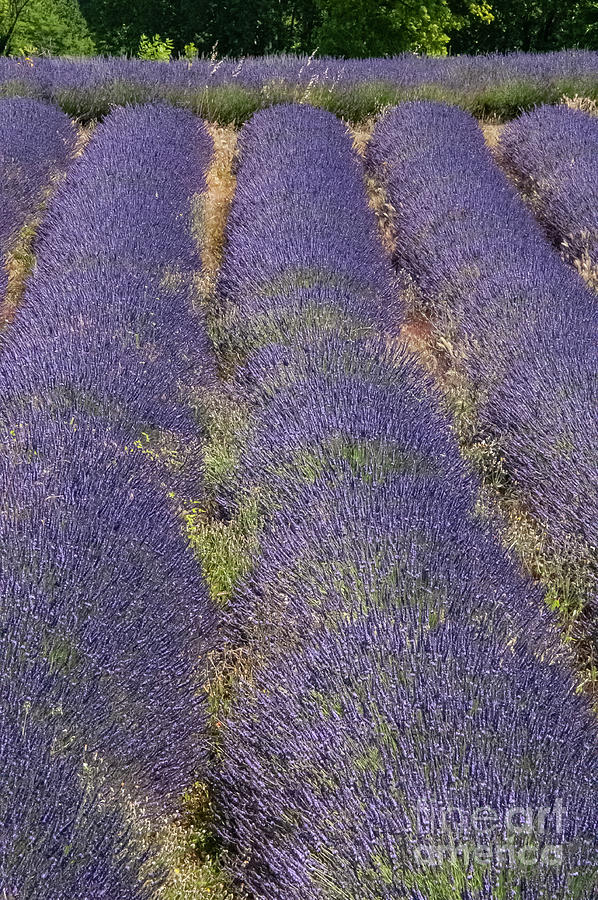 French Lavender Farm in Provence Two Photograph by Bob Phillips