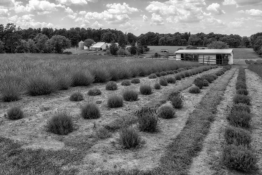 French Lavender Farm PA BW Photograph by Susan Candelario