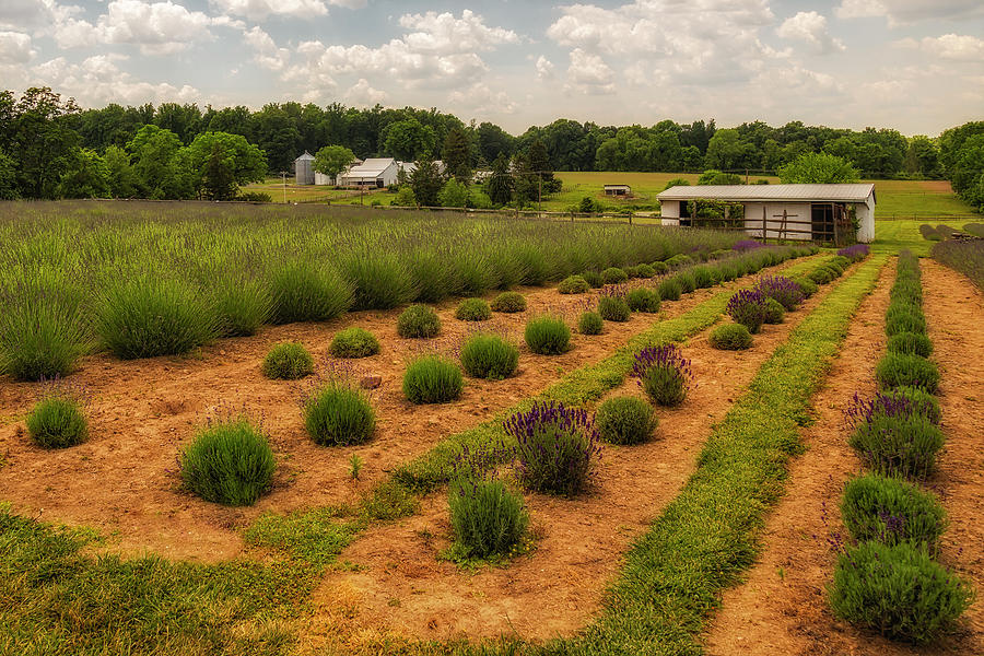 French Lavender Farm PA Photograph by Susan Candelario
