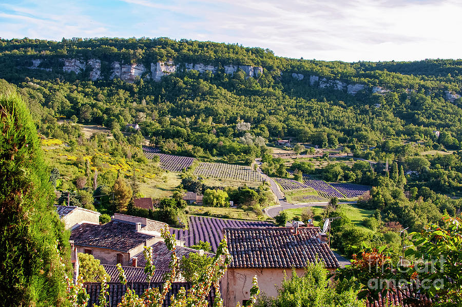 French Lavender Farms in Provence Five Photograph by Bob Phillips