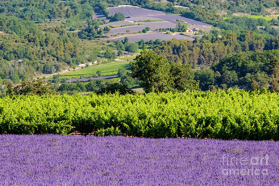 French Lavender Farms in Provence Four Photograph by Bob Phillips