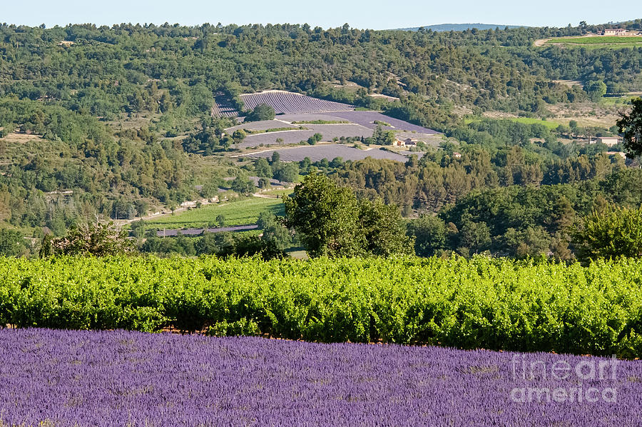French Lavender Farms in Provence One Photograph by Bob Phillips