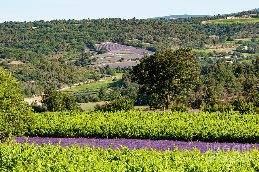 French Lavender Farms in Provence Three Photograph by Bob Phillips